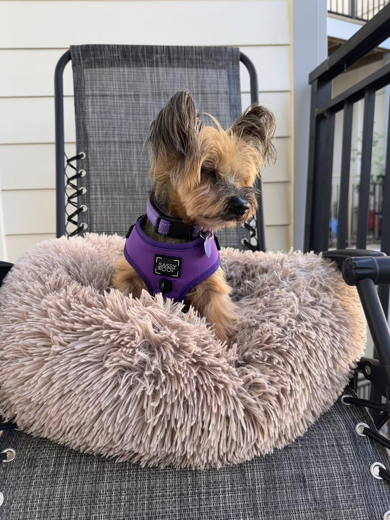 Batty, an adopted Yorkshire Terrier in Rockville, MD image 6/6
