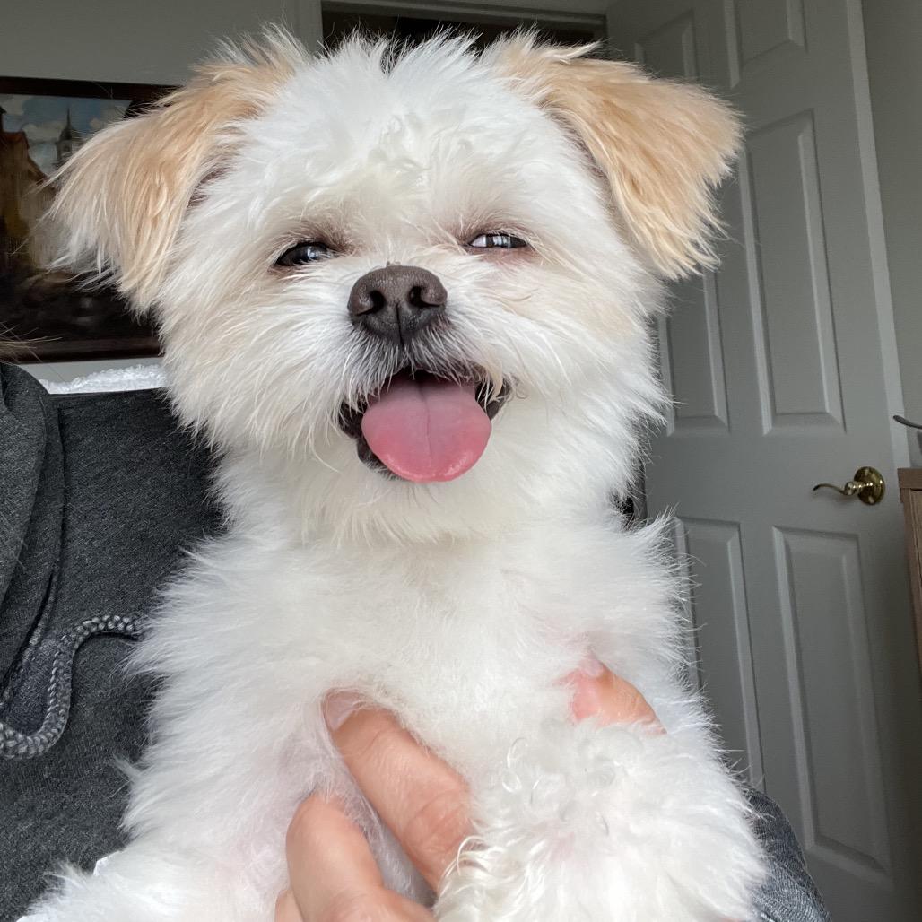 Franklin, Adoptable, Adult Male Shih Tzu & Mixed Breed.