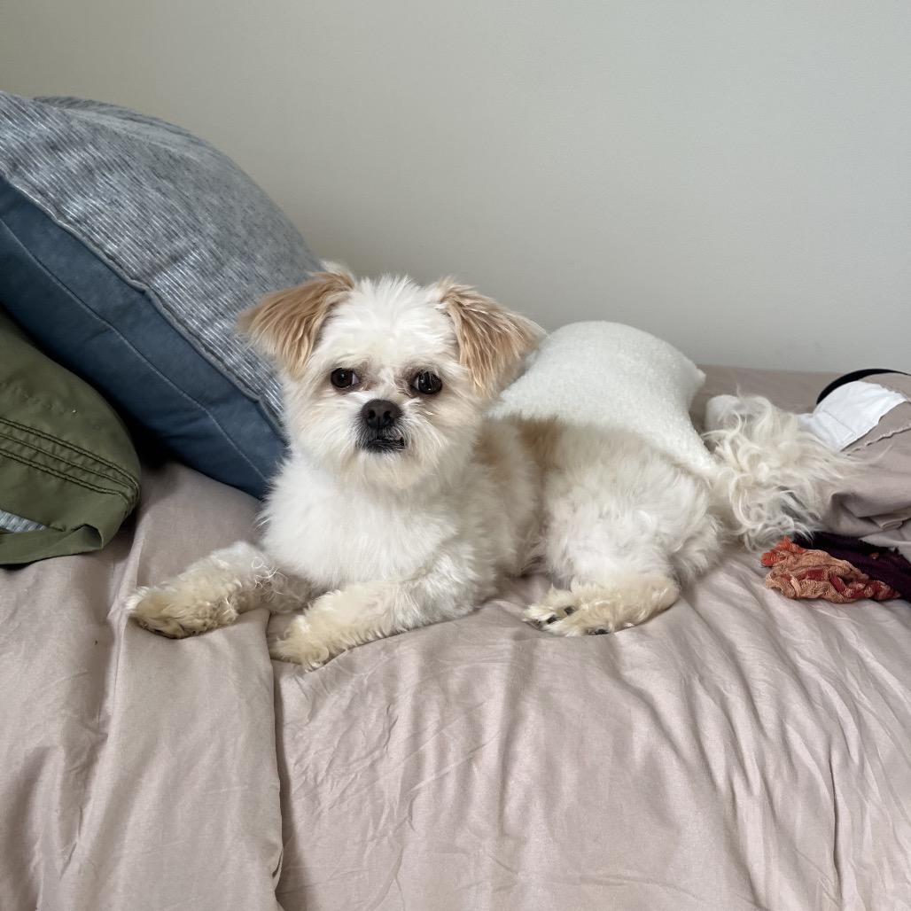 Enlarge Franklin, a Adoptable mixed breed in Northville, MI image 4/6