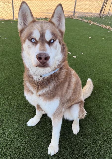 BROWNIE, Adoptable, Adult Male Siberian Husky.