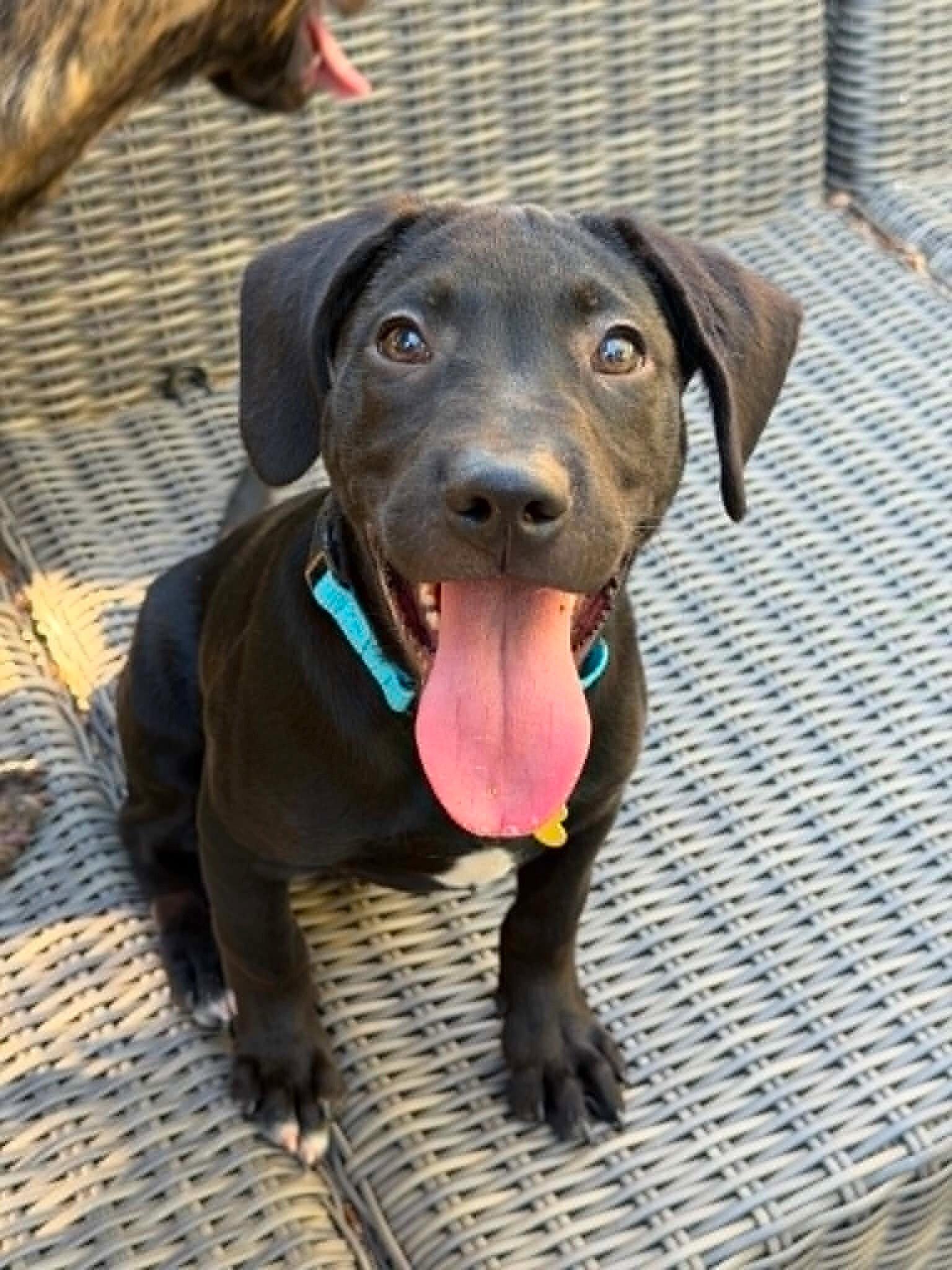 Enlarge Marty, a Adopted mixed breed in Sunnyvale, CA image 1/1