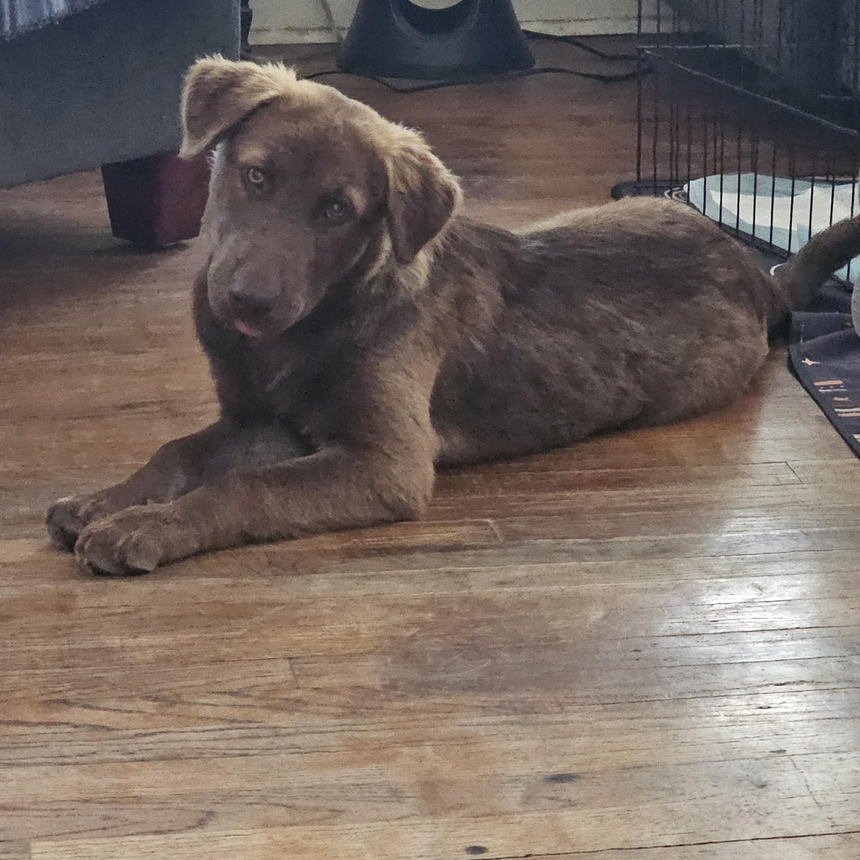 Joey the Shepherd puppy, adopted, Puppy Male German Shepherd Dog & Chesapeake Bay Retriever.