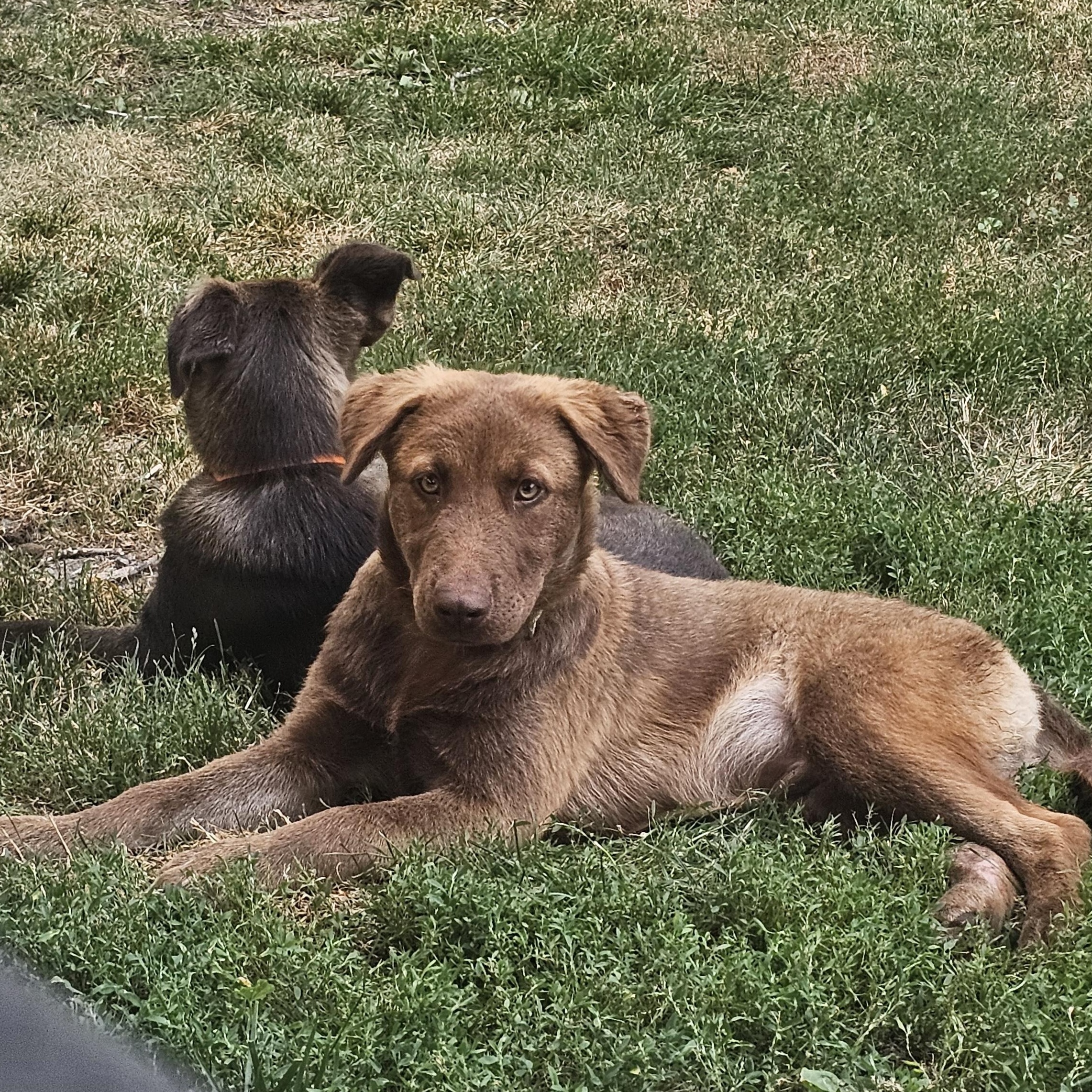 Joey the Shepherd puppy, an adopted mixed breed in Muskego, WI image 4/6