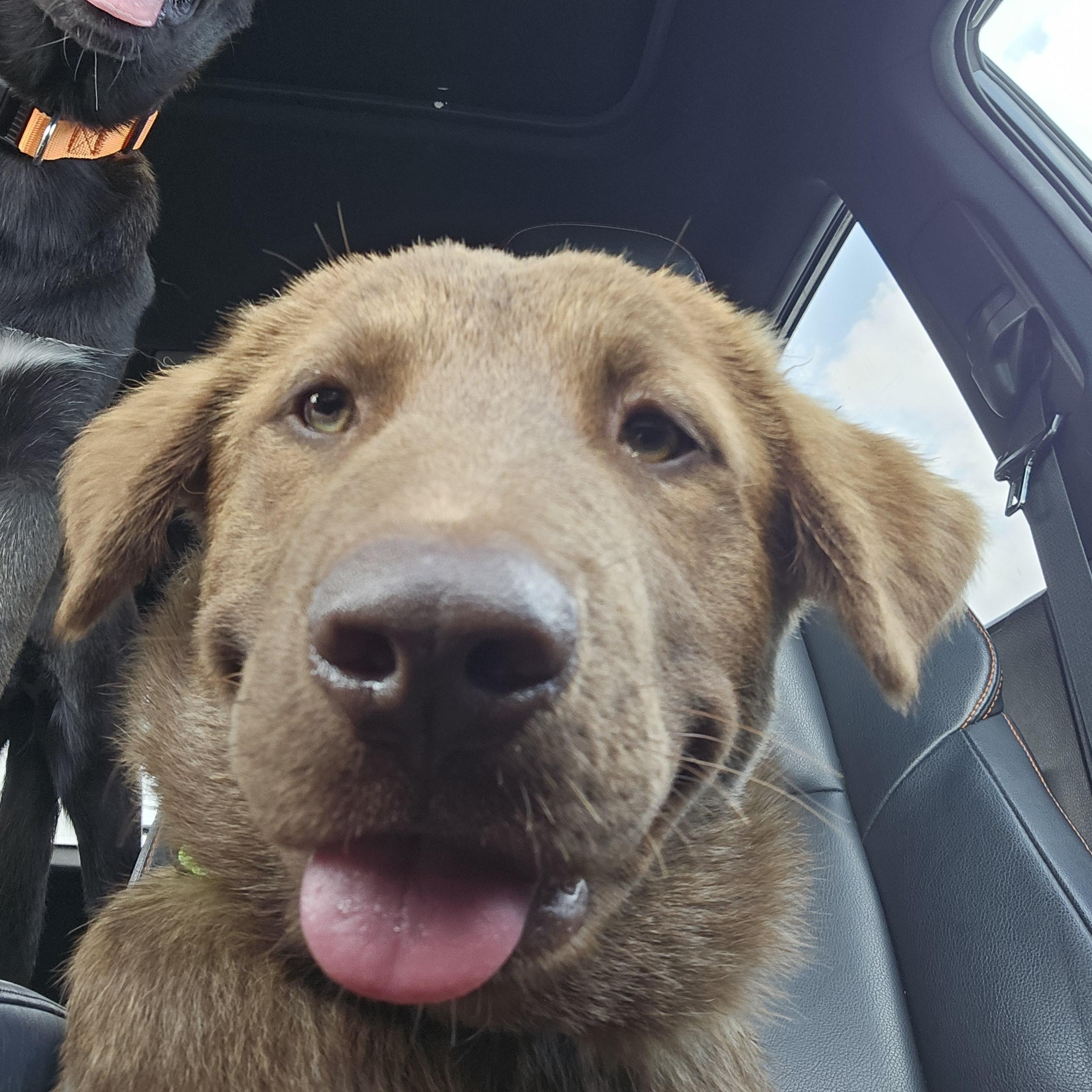 Joey the Shepherd puppy, an adopted mixed breed in Muskego, WI image 2/6