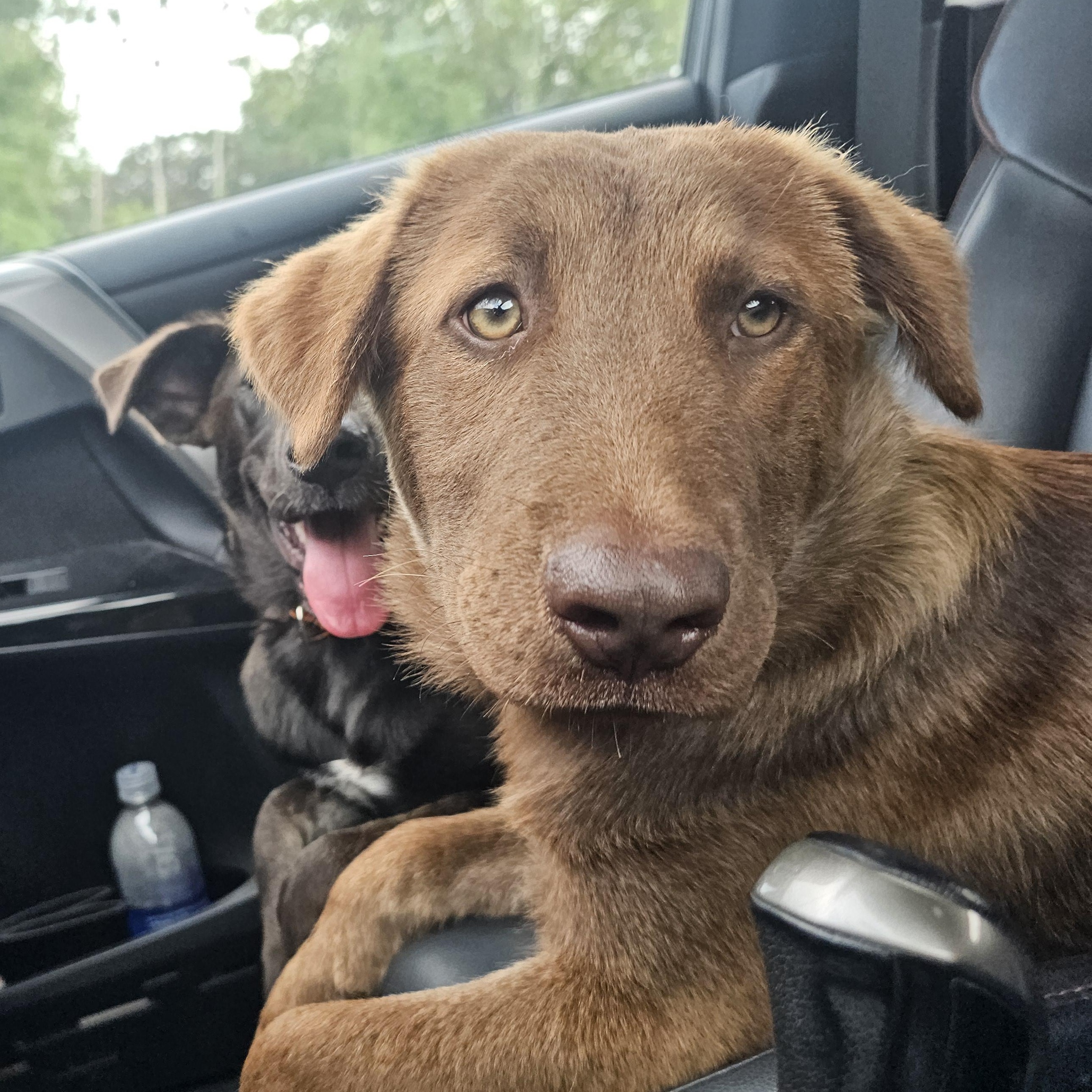 Joey the Shepherd puppy, an adopted mixed breed in Muskego, WI image 3/6