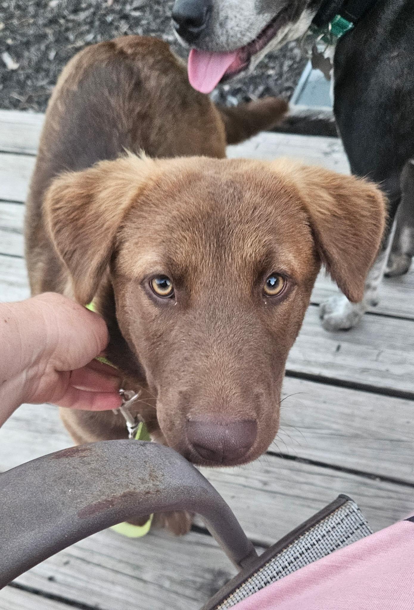 Joey the Shepherd puppy, an adopted mixed breed in Muskego, WI image 6/6