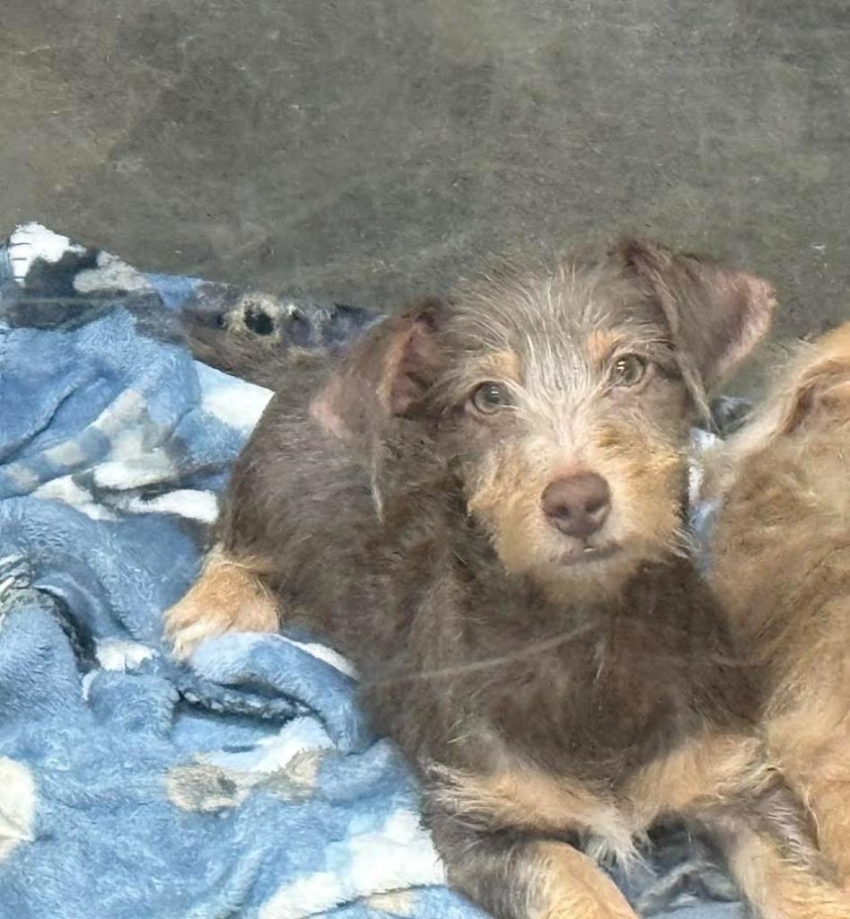Ollie, Adoptable, Puppy Male Terrier.