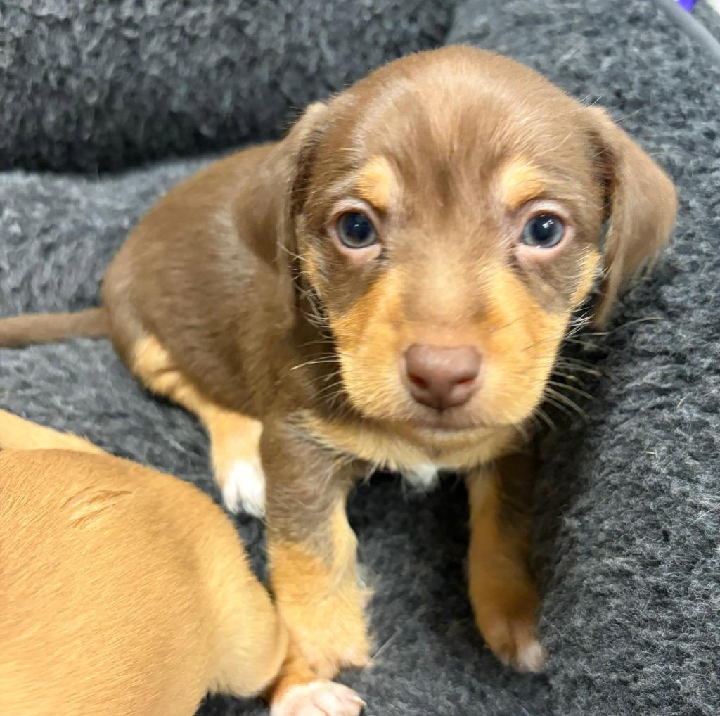Enlarge Ollie, a Adoptable mixed breed in Midland, TX image 2/2