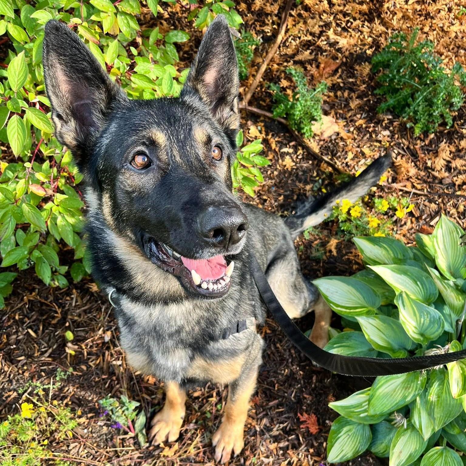 Wesley, Adoptable, Adult Male Mixed Breed.