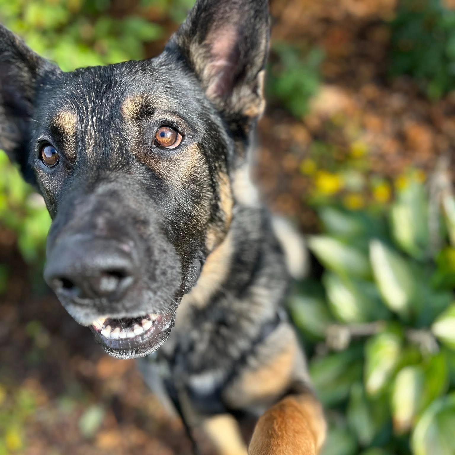 Enlarge Wesley, a Adoptable Mixed Breed in Collingwood, ON image 2/2