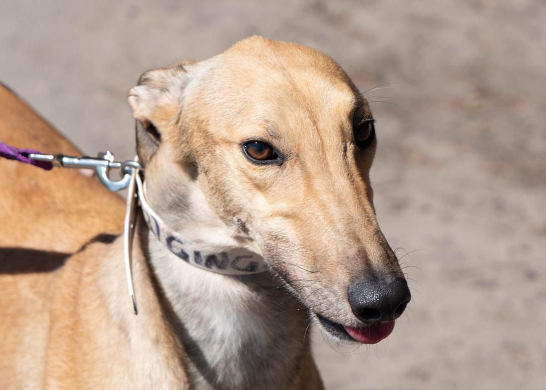 Ginger, ADOPTABLE, Adult Female Greyhound.