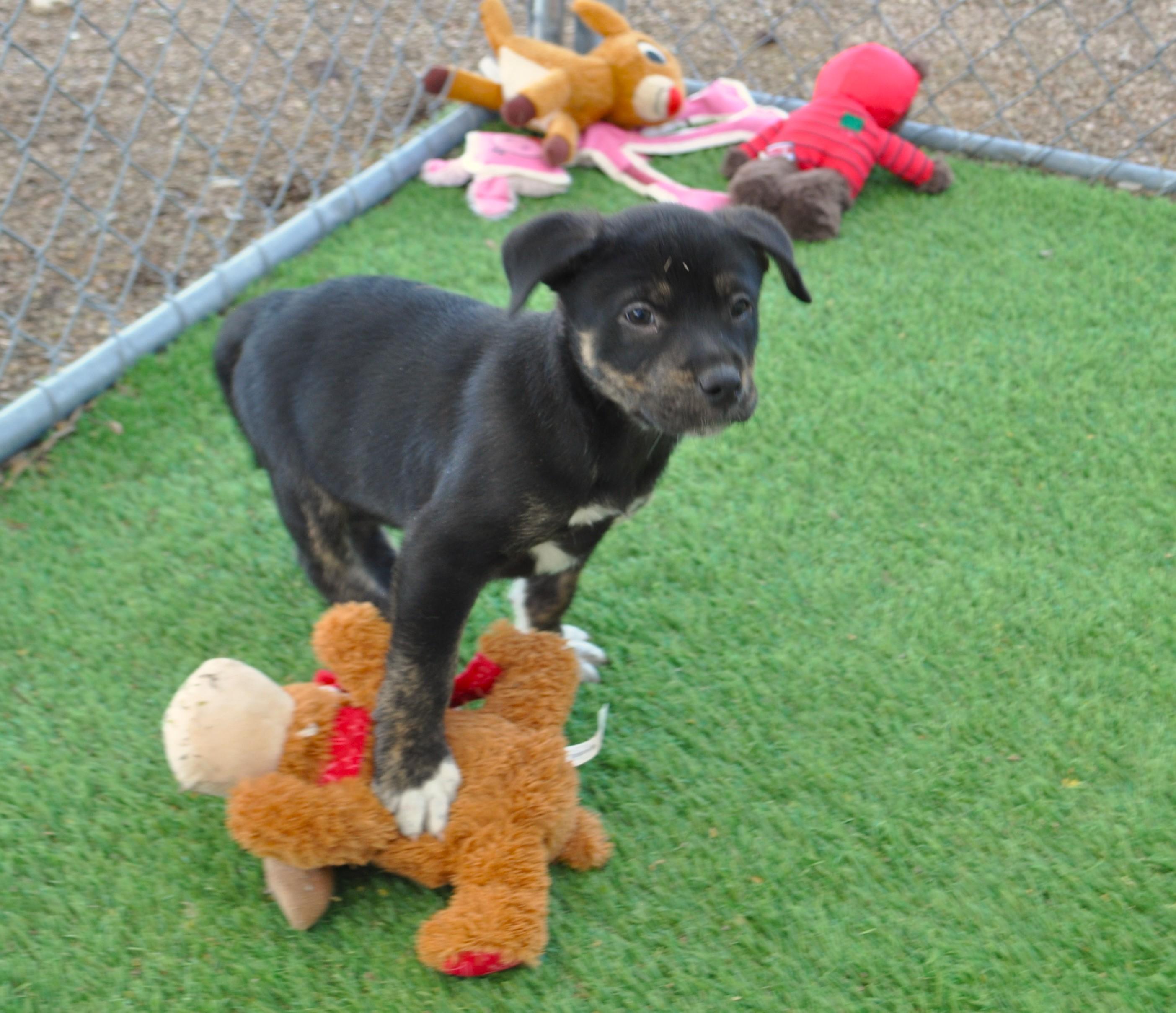 Enlarge Naga, a ADOPTABLE mixed breed in Apache Junction, AZ image 4/6