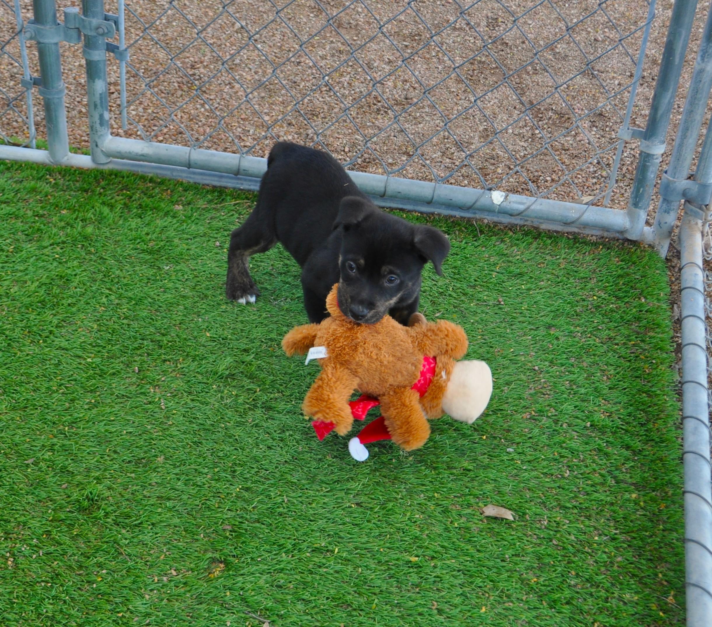 Enlarge Naga, a ADOPTABLE mixed breed in Apache Junction, AZ image 2/6