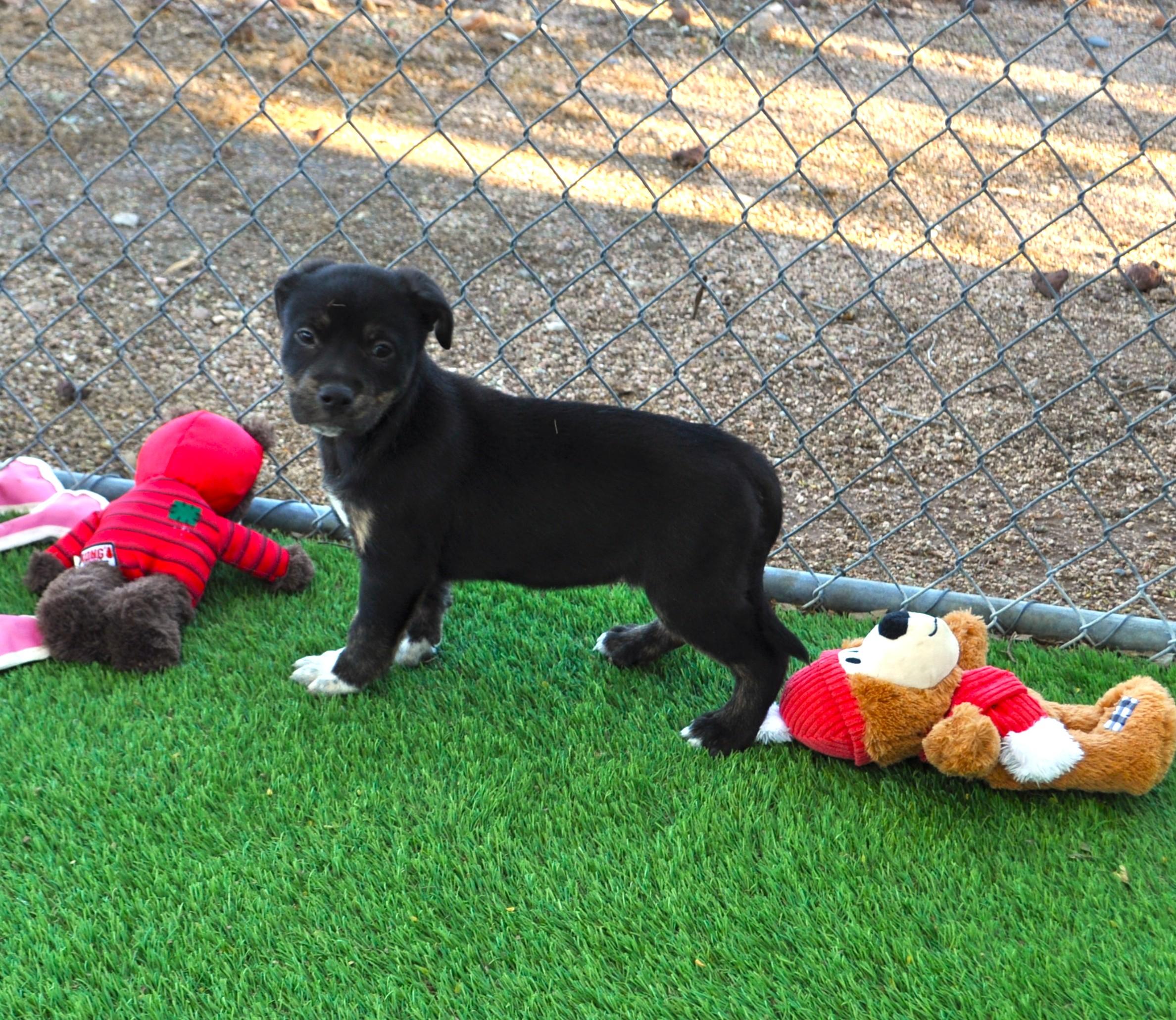 Enlarge Naga, a ADOPTABLE mixed breed in Apache Junction, AZ image 5/6