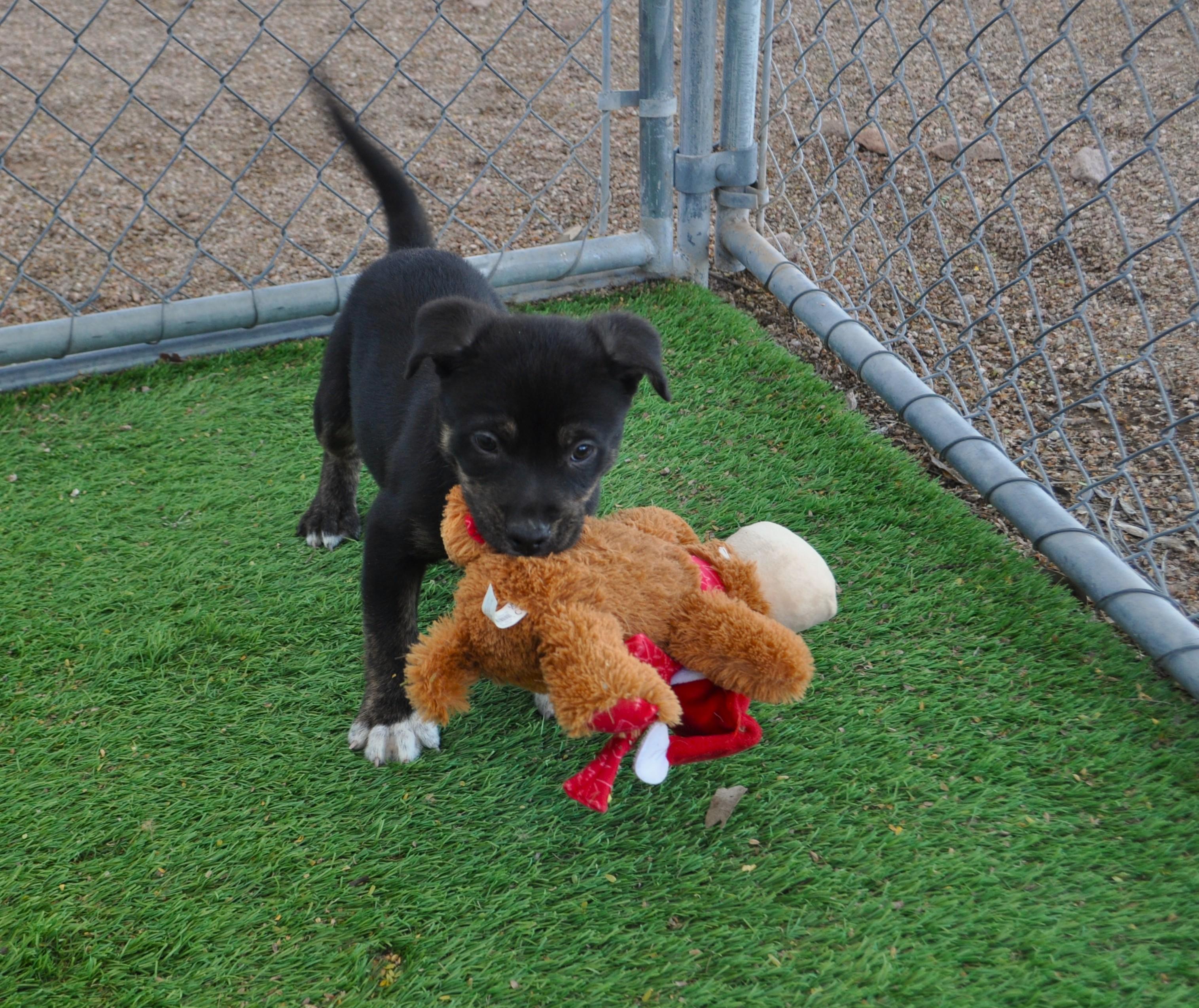Enlarge Naga, a ADOPTABLE mixed breed in Apache Junction, AZ image 1/6