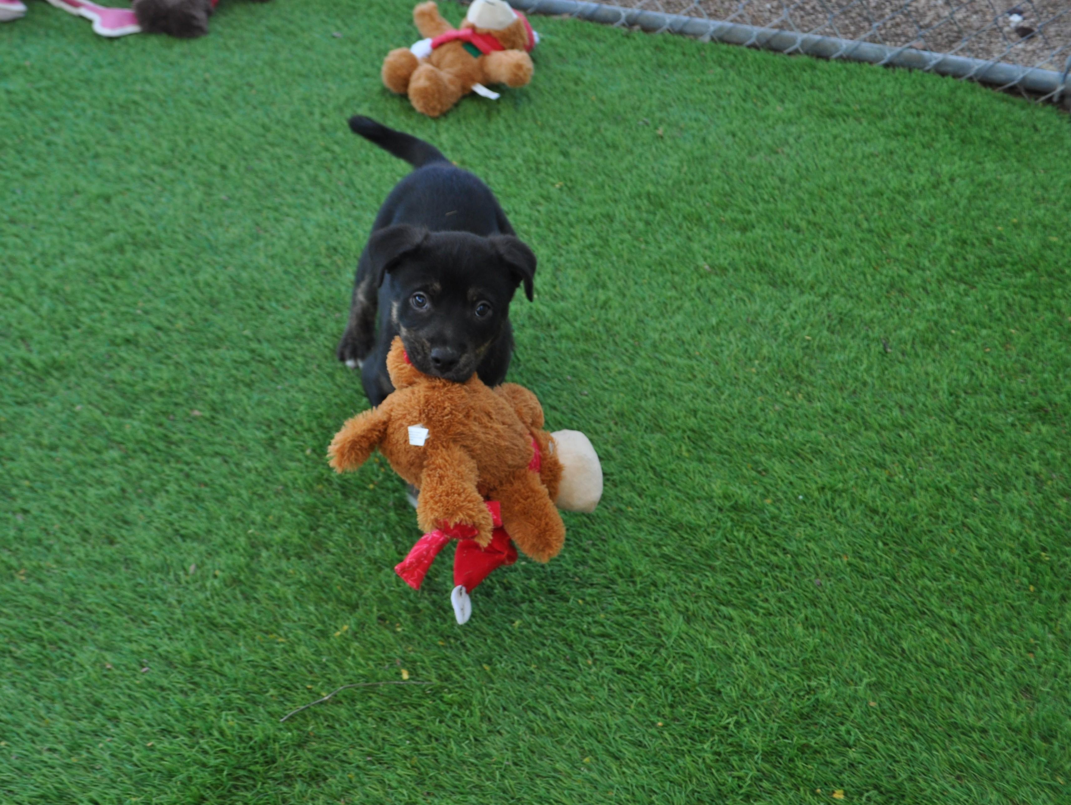 Enlarge Naga, a ADOPTABLE mixed breed in Apache Junction, AZ image 3/6