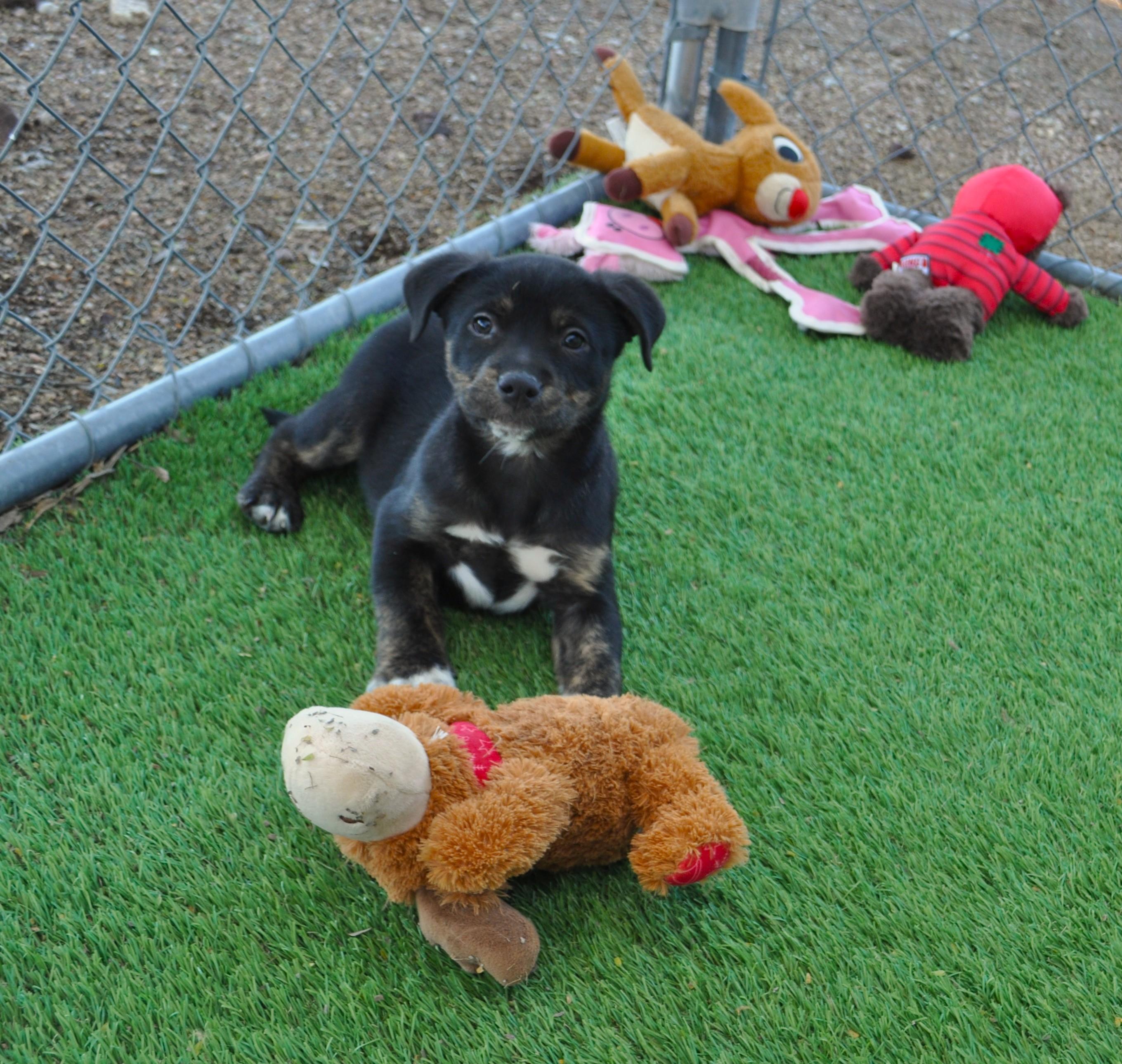Enlarge Naga, a ADOPTABLE mixed breed in Apache Junction, AZ image 6/6