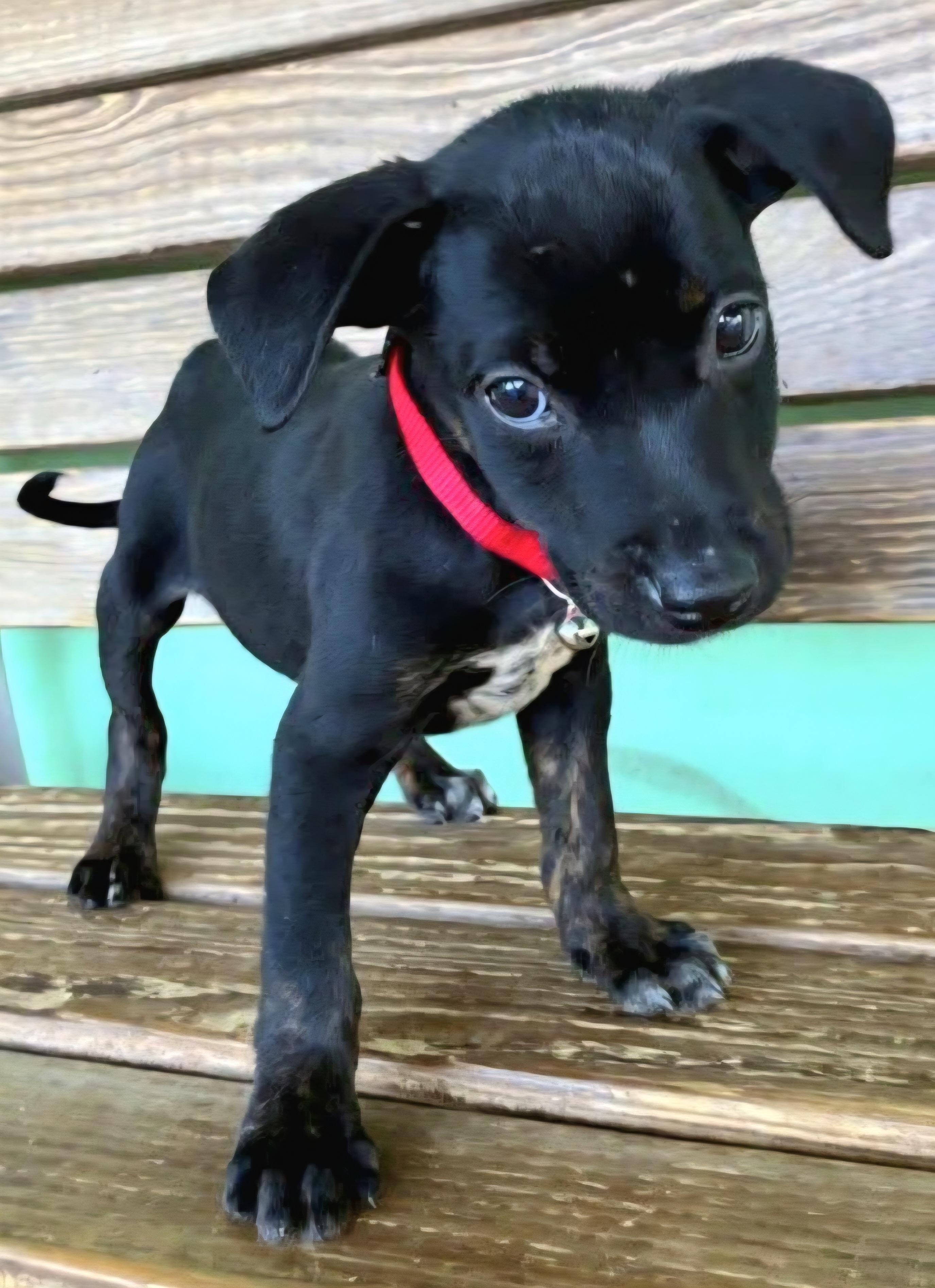 Colibri "the Cuteness Litter thumbnail 3