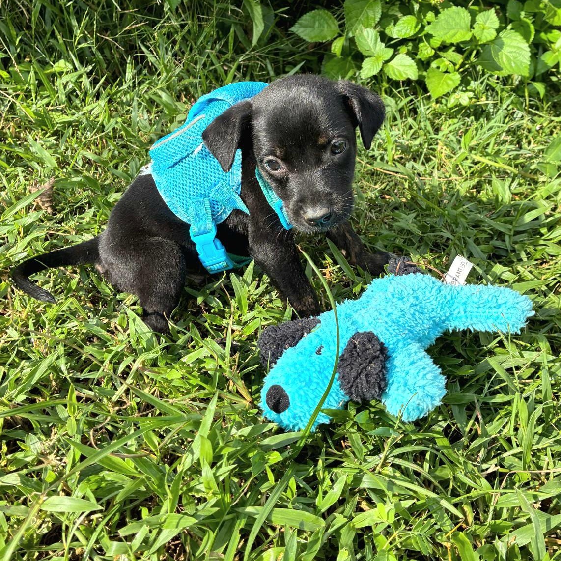 Colibri "the Cuteness Litter thumbnail 5