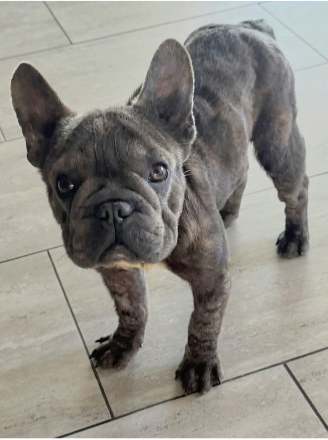 Enlarge Georgia , an adopted French Bulldog in San Pedro, CA image 2/3