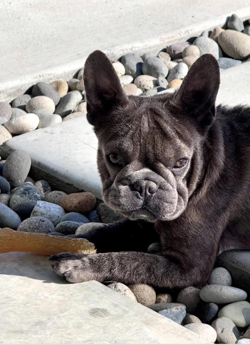 Enlarge Georgia , an adopted French Bulldog in San Pedro, CA image 1/3
