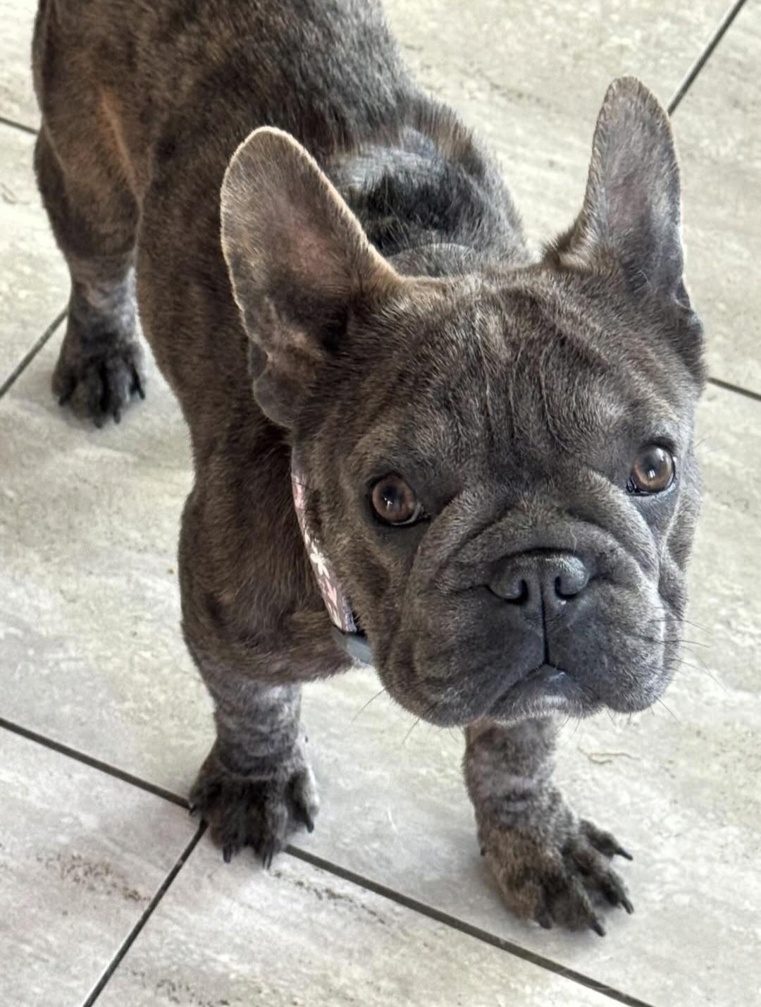 Enlarge Georgia , an adopted French Bulldog in San Pedro, CA image 3/3