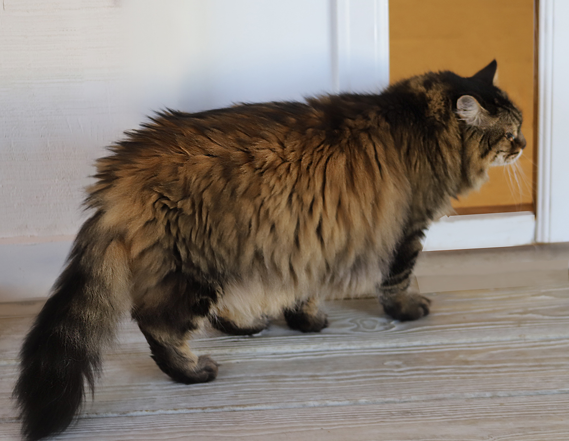 Enlarge Mosey, a Adoptable Domestic Medium Hair in North Fort Myers, FL image 2/2