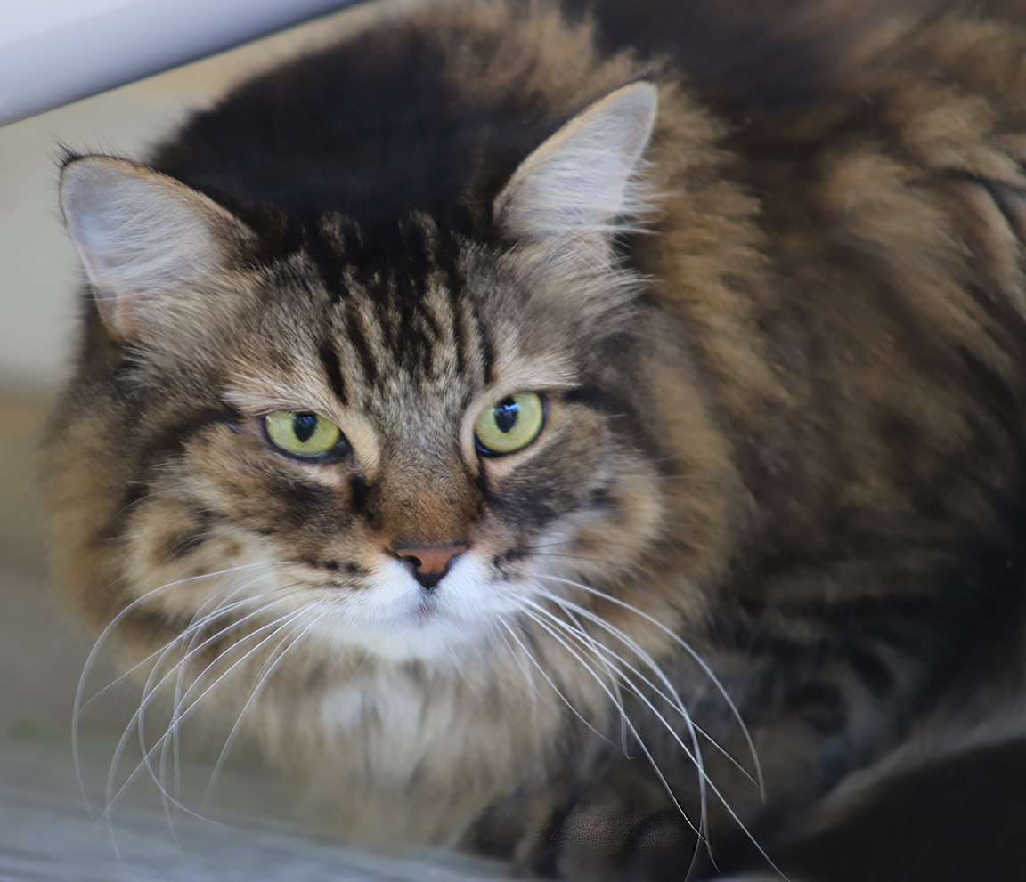 Enlarge Mosey, a Adoptable Domestic Medium Hair in North Fort Myers, FL image 1/2