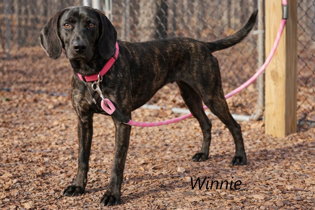 Enlarge Winnie, a Adoptable Plott Hound in Prince Frederick, MD image 2/2