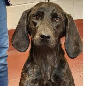 Enlarge Winnie, a Adoptable Plott Hound in Prince Frederick, MD image 1/2