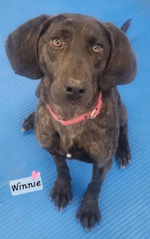 Enlarge Winnie, a Adoptable Plott Hound in Prince Frederick, MD image 1/3