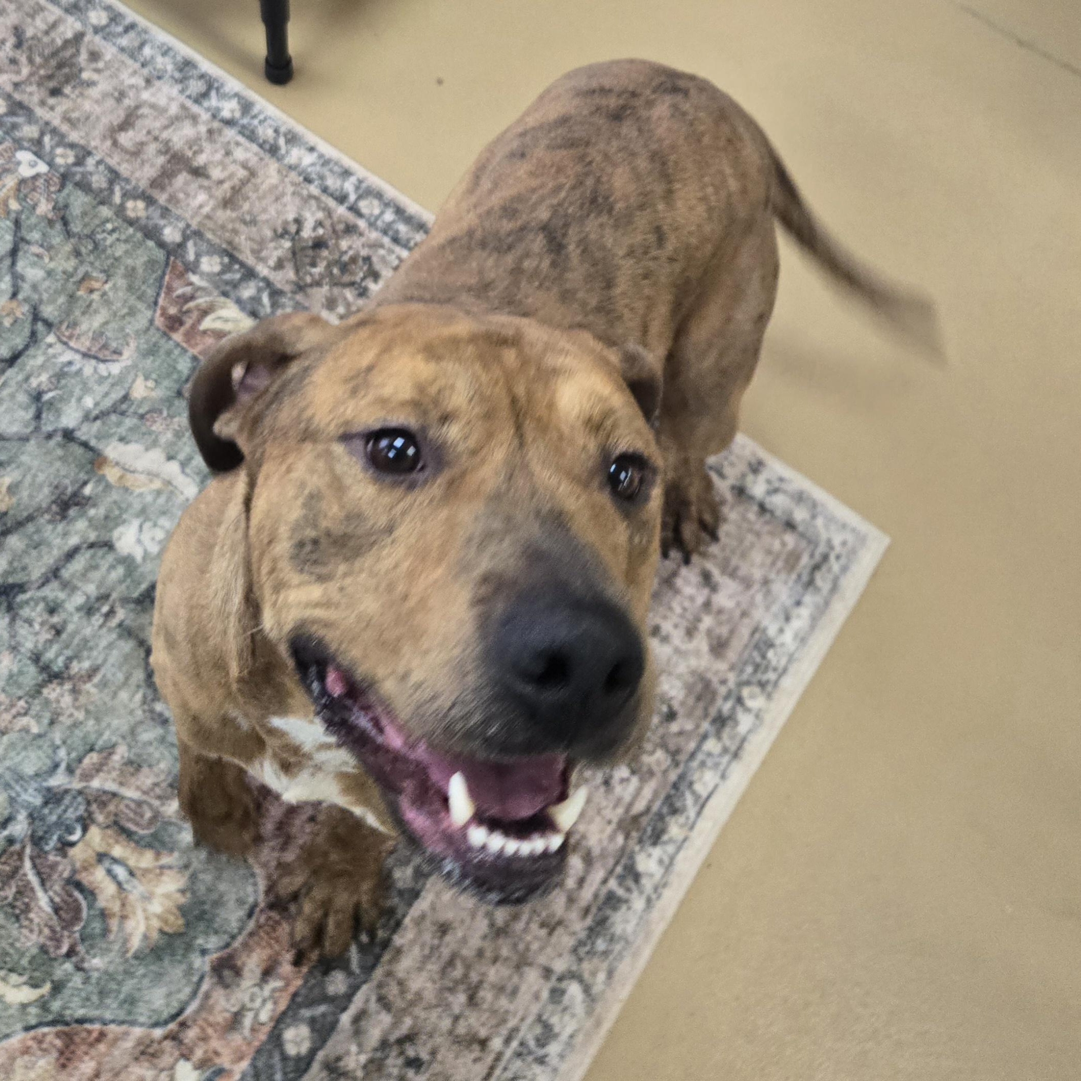 Enlarge Rex, a Adoptable Pit Bull Terrier in Xenia , OH image 5/6