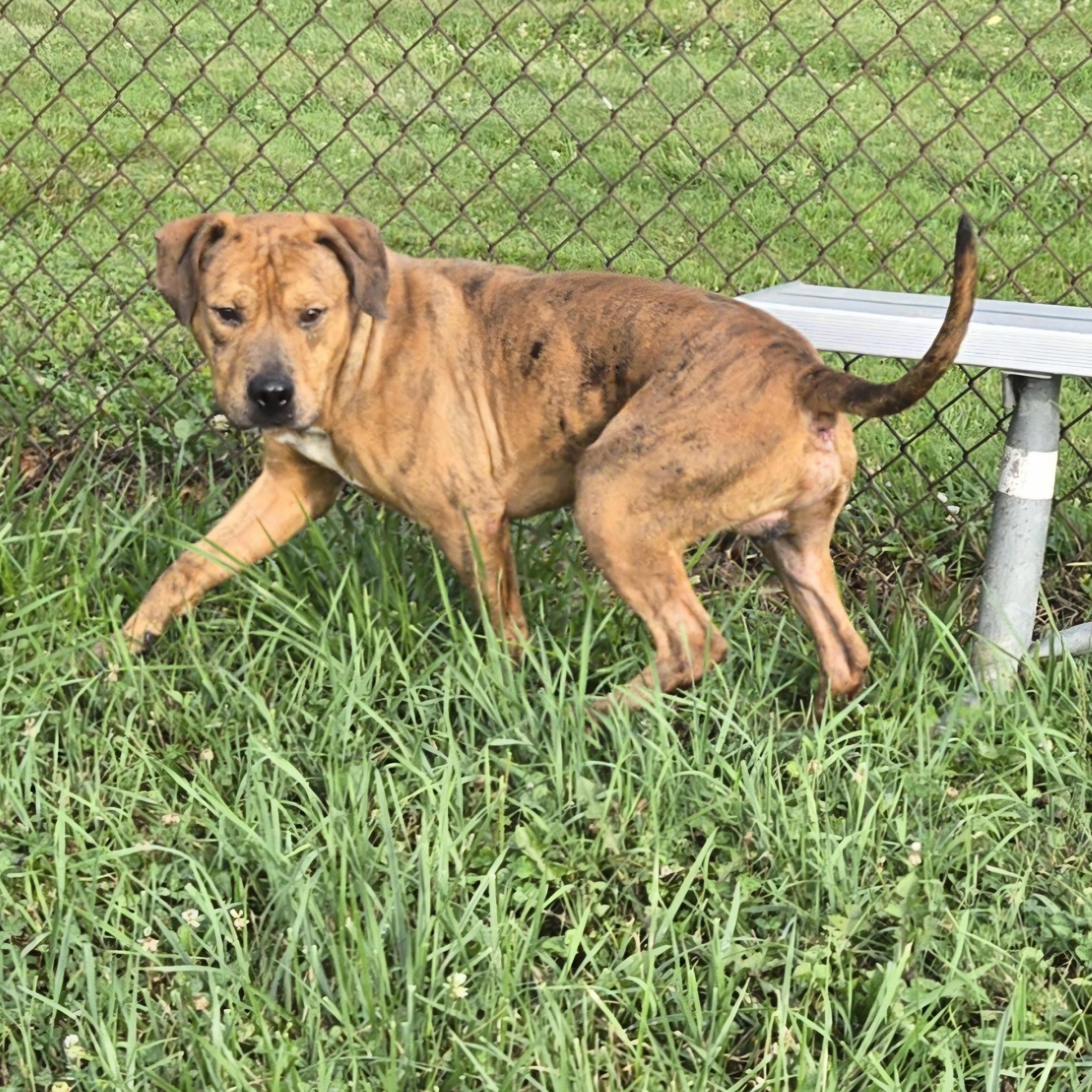 Enlarge Rex, a Adoptable Pit Bull Terrier in Xenia , OH image 4/6