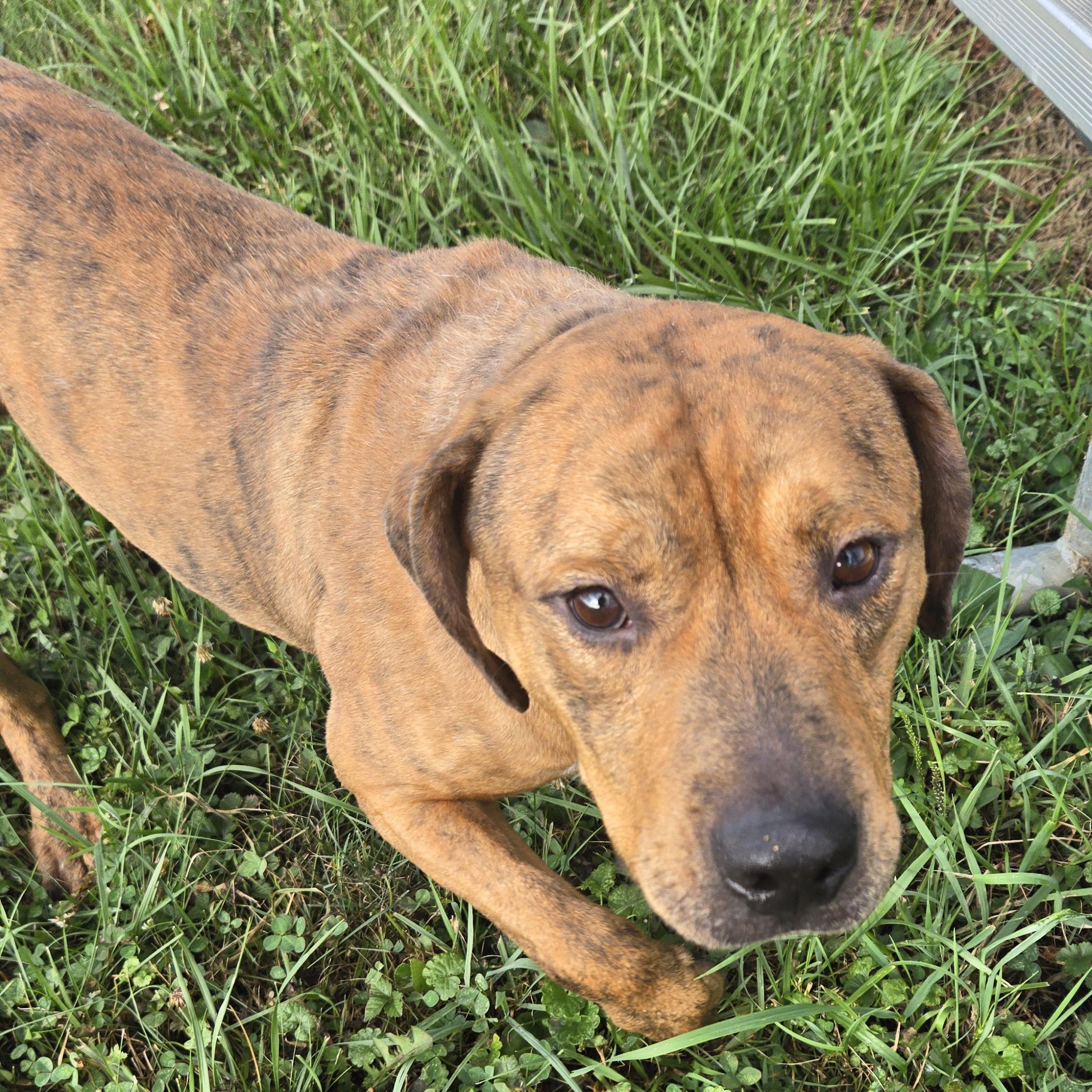 Enlarge Rex, a Adoptable Pit Bull Terrier in Xenia , OH image 6/6