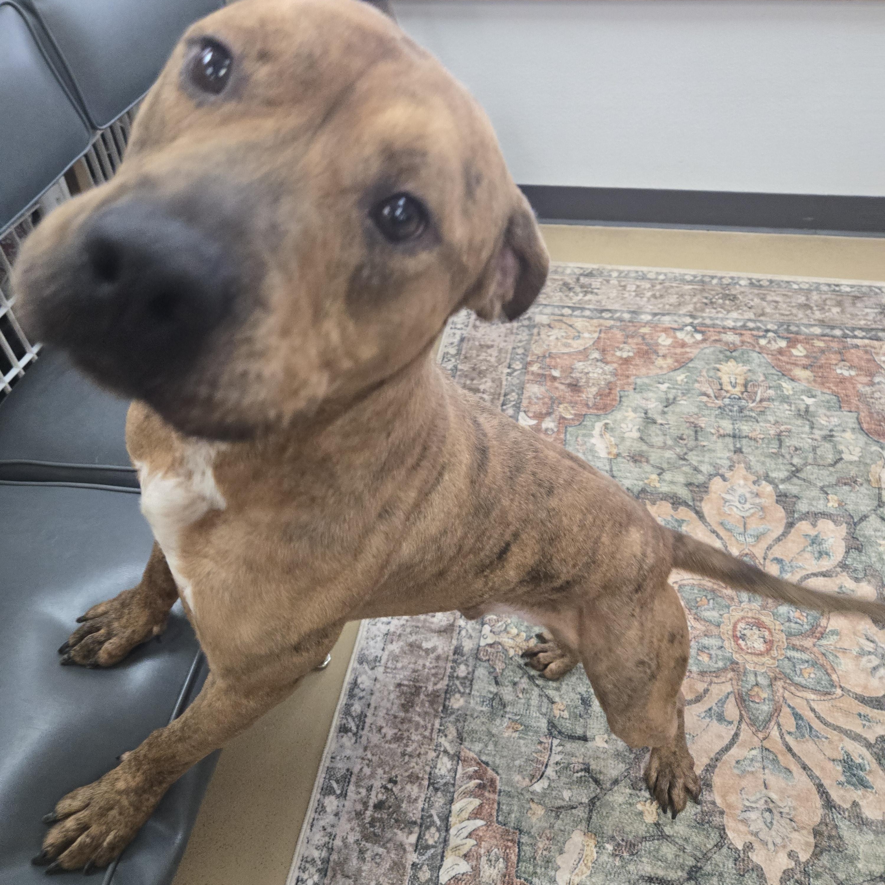 Enlarge Rex, a Adoptable Pit Bull Terrier in Xenia , OH image 2/6