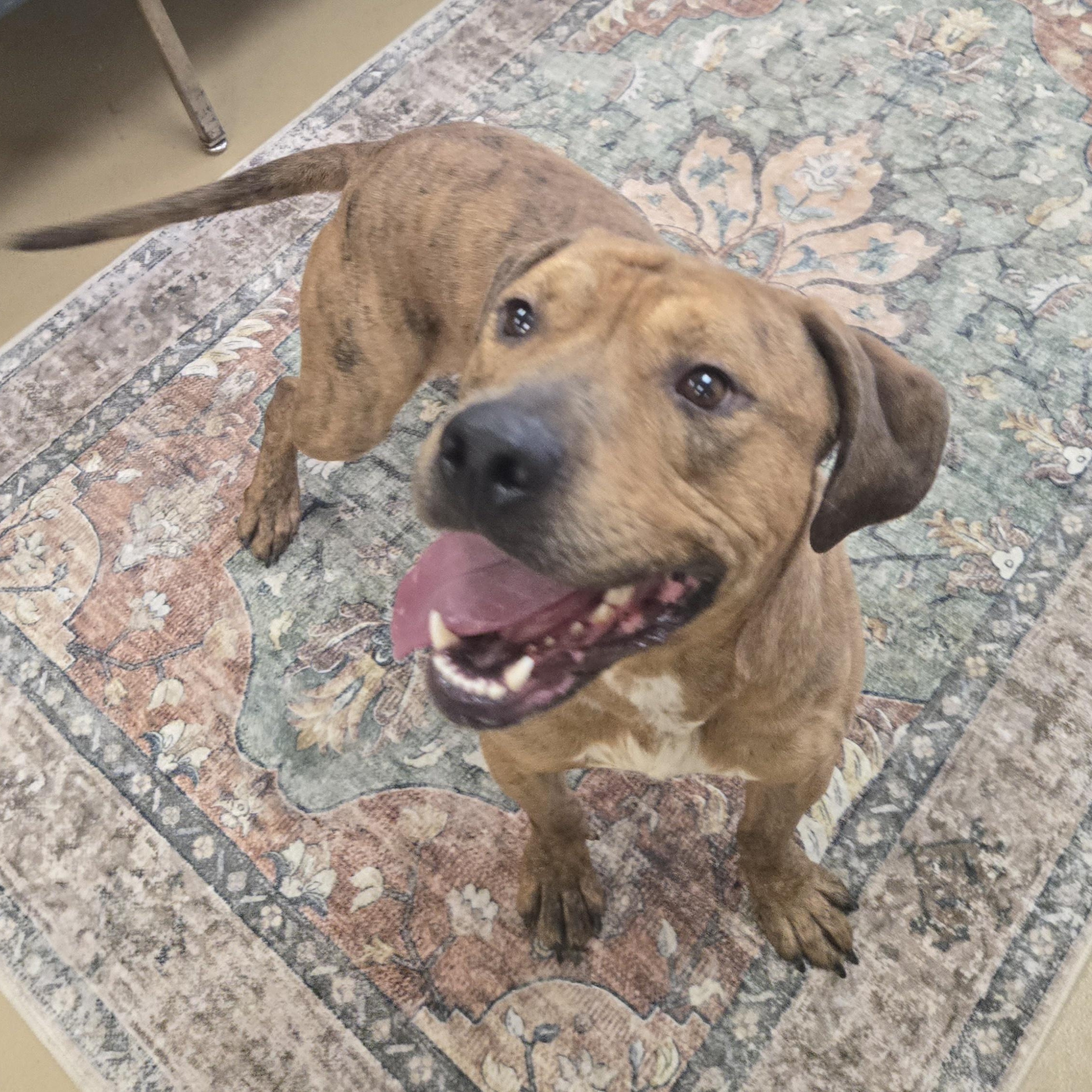 Enlarge Rex, a Adoptable Pit Bull Terrier in Xenia , OH image 3/6