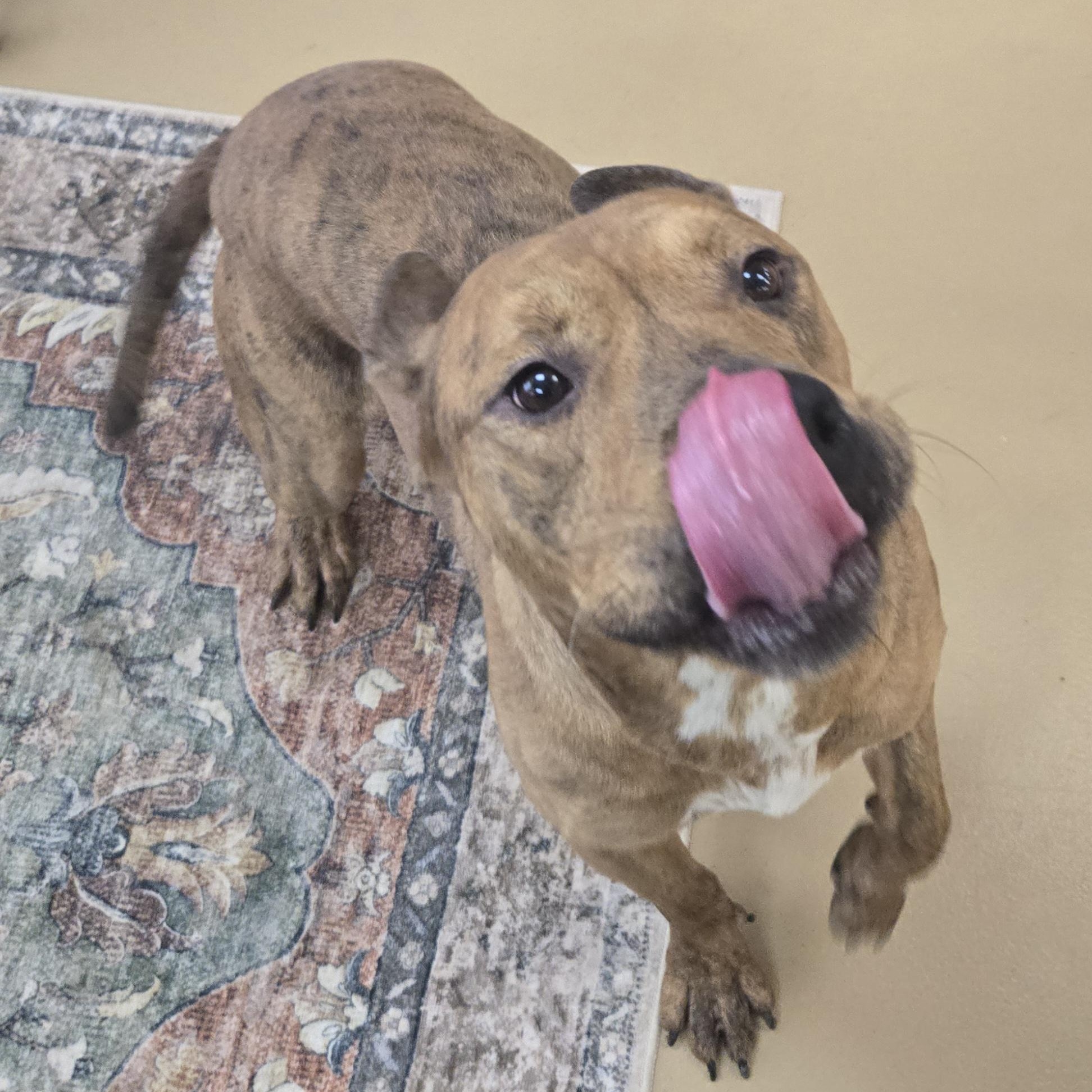 Rex, Adoptable, Adult Male Pit Bull Terrier.