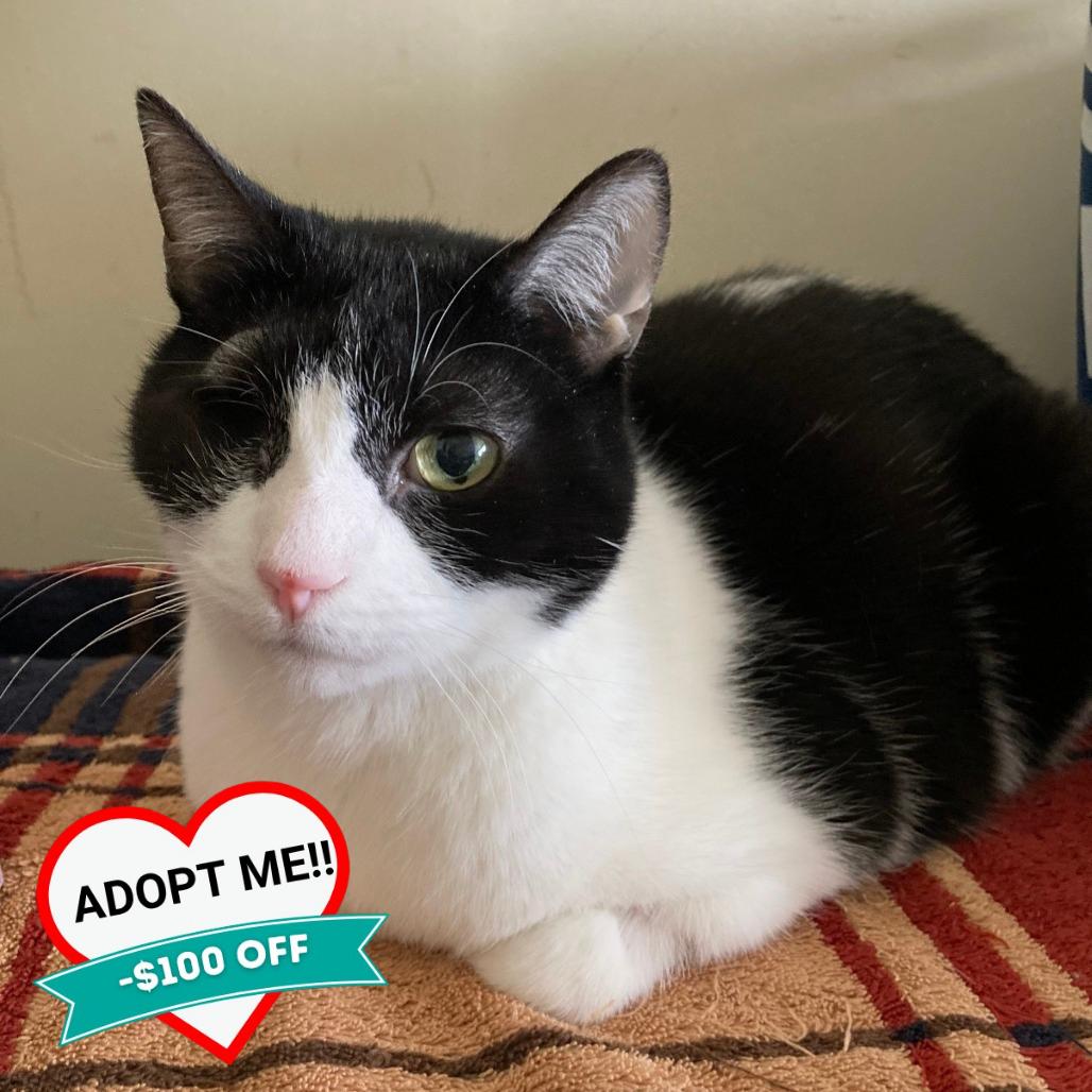 Enlarge Precious, a Adoptable Domestic Short Hair in Wheeling, IL image 1/6