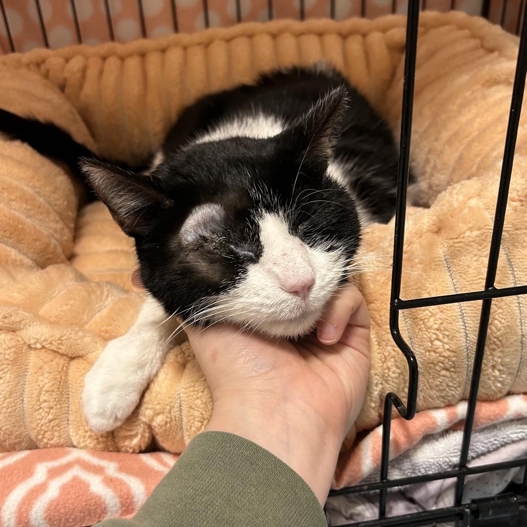 Enlarge Precious, a Adoptable Domestic Short Hair in Wheeling, IL image 1/6