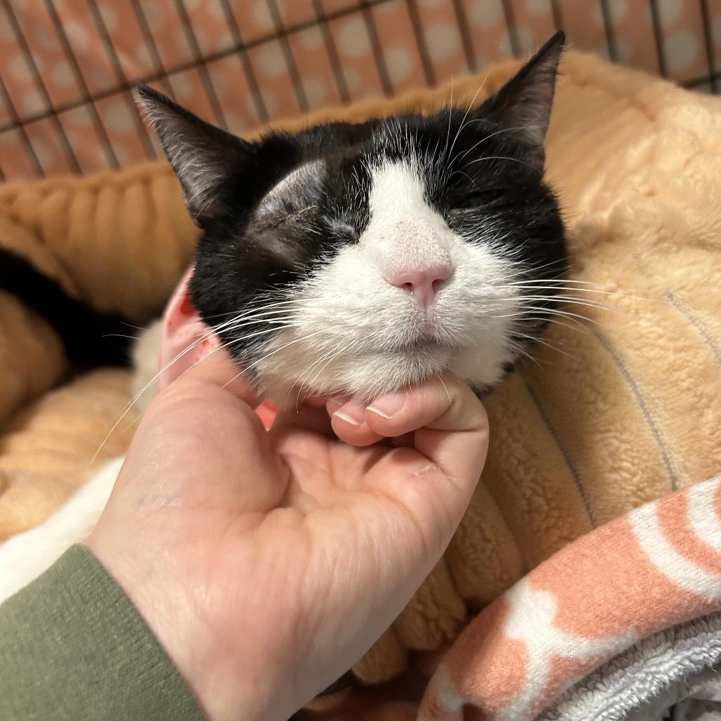 Enlarge Precious, a Adoptable Domestic Short Hair in Wheeling, IL image 2/6