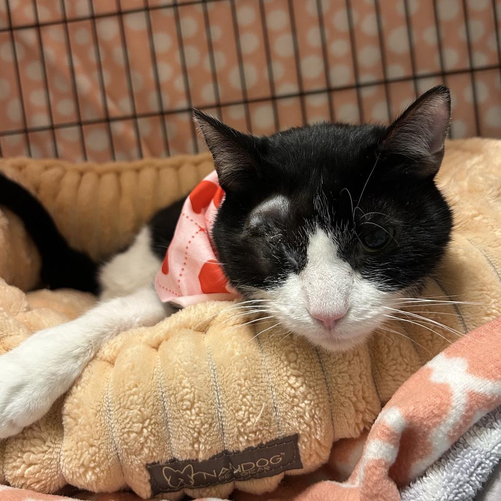 Enlarge Precious, a Adoptable Domestic Short Hair in Wheeling, IL image 3/6