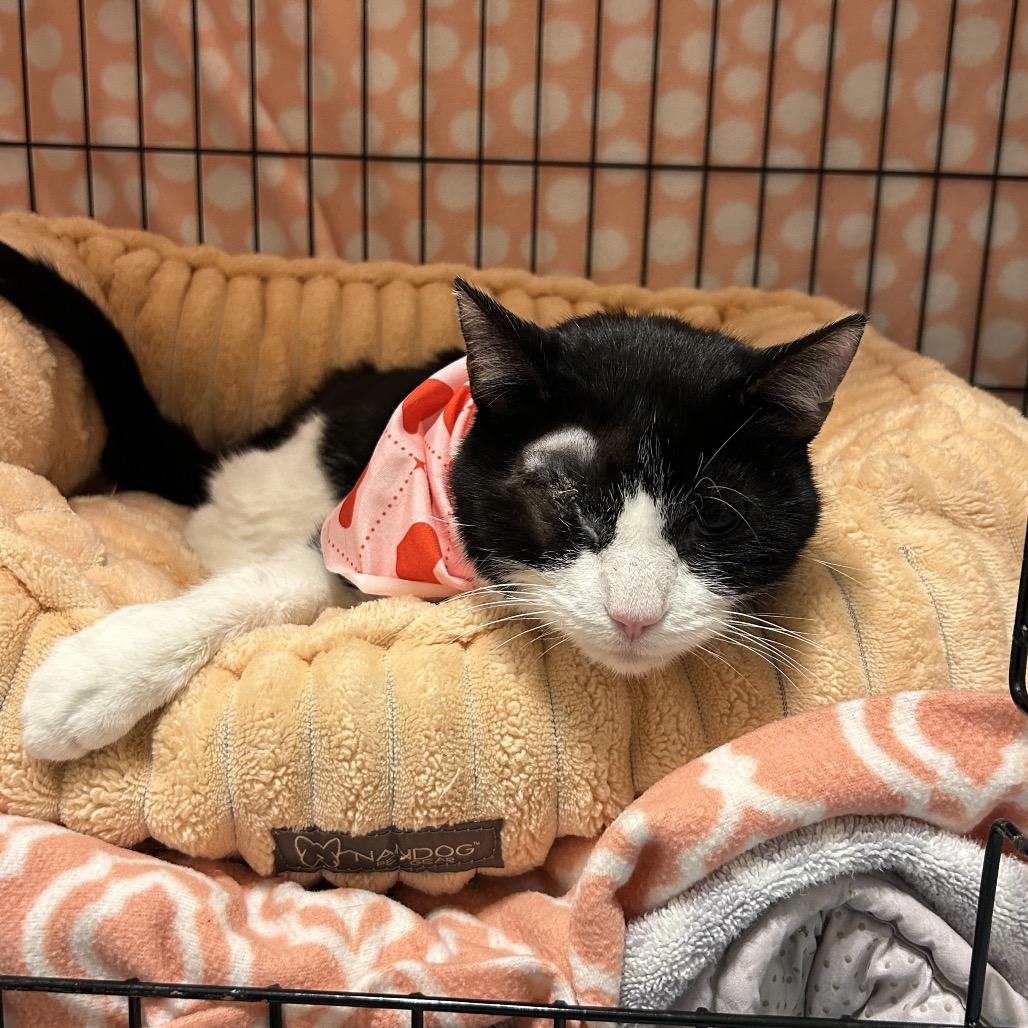 Enlarge Precious, a Adoptable Domestic Short Hair in Wheeling, IL image 4/6