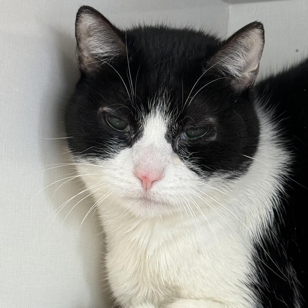 Enlarge Precious, a Adoptable Domestic Short Hair in Wheeling, IL image 5/6