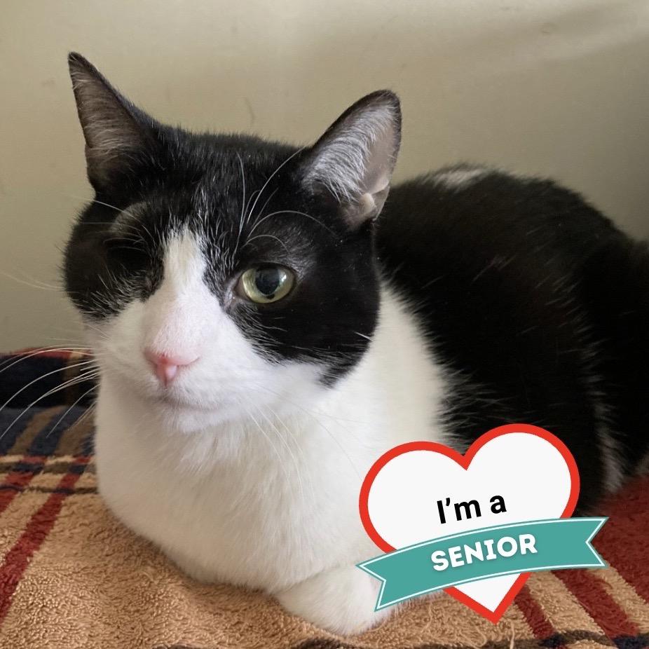 Enlarge Precious, a Adoptable Domestic Short Hair in Wheeling, IL image 6/6