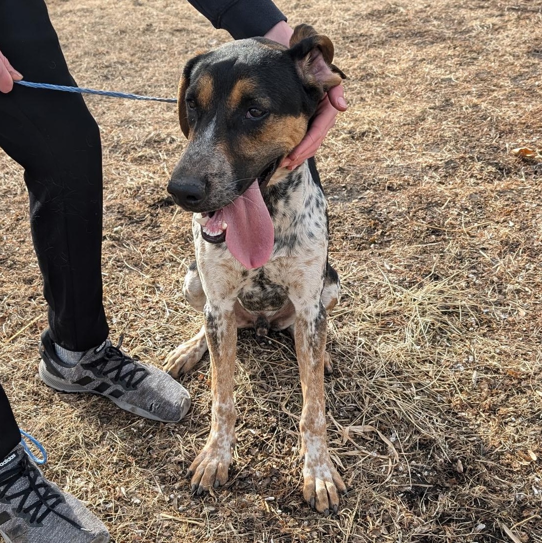 Max, Young Male Australian Cattle Dog / Blue Heeler