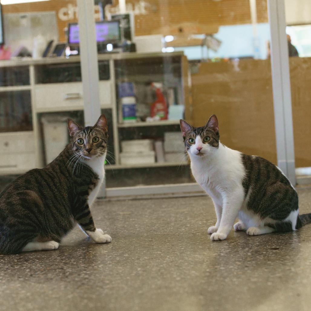 Hana — thumbnail 2