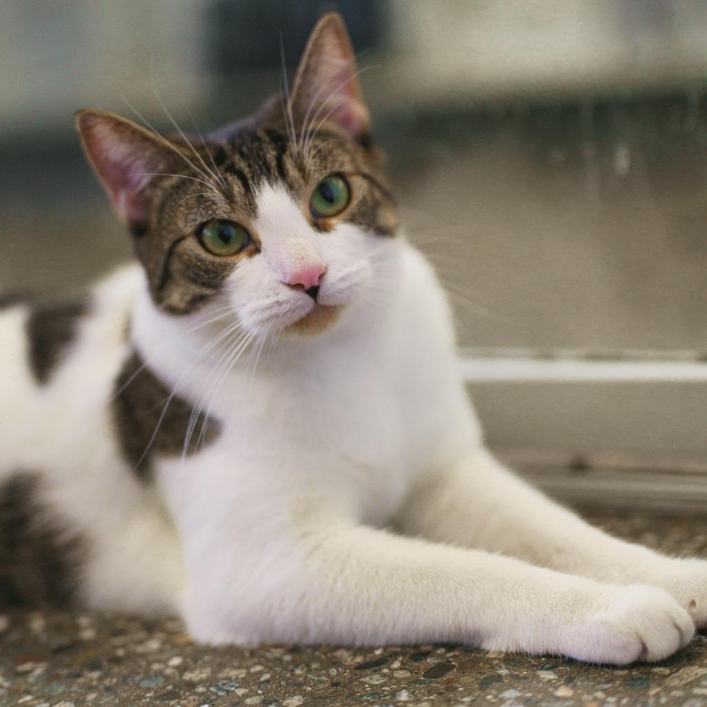 Hana — thumbnail 3