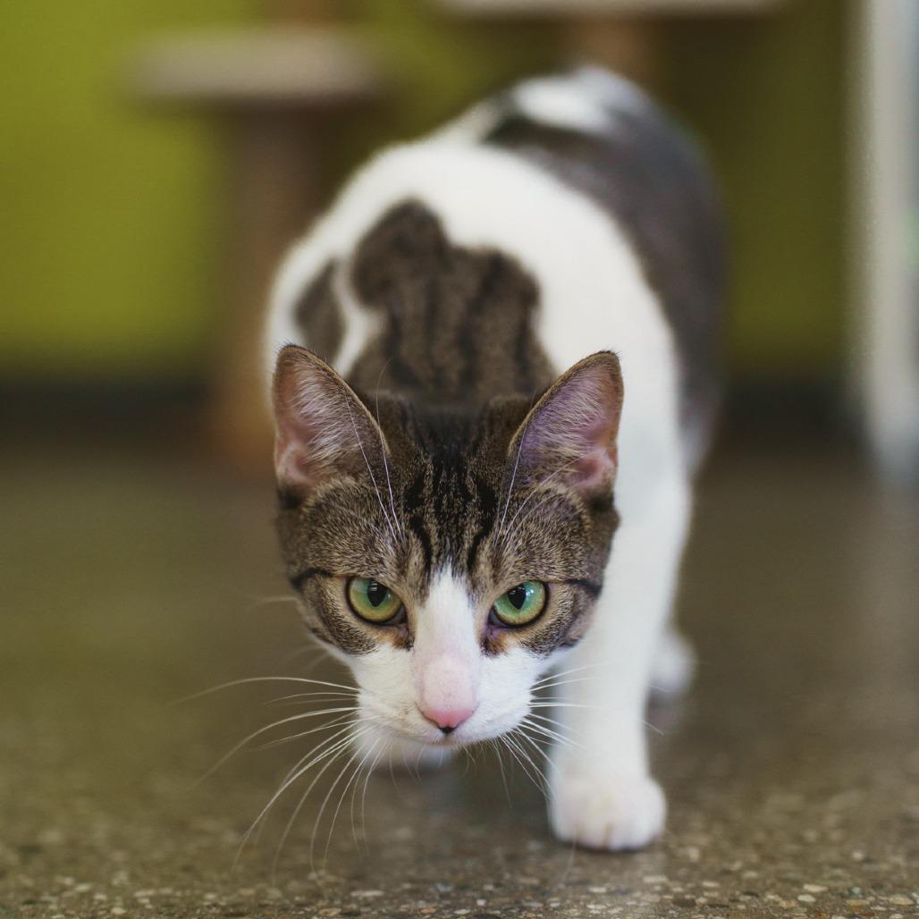 Hana — thumbnail 4