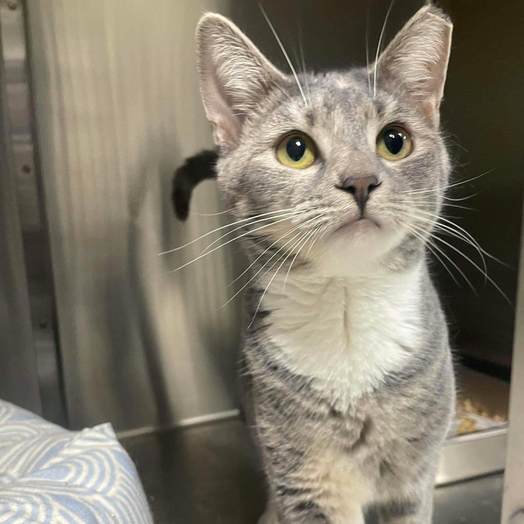 Eliza, Adoptable, Young Female Domestic Short Hair.