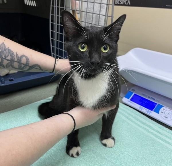 Penny, Adoptable, Young Female Domestic Short Hair.